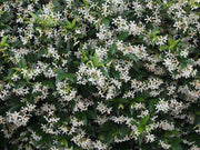RHYNCOSPERMUM JASMINOIDES O FALSO GELSOMINO VASO 17CM
