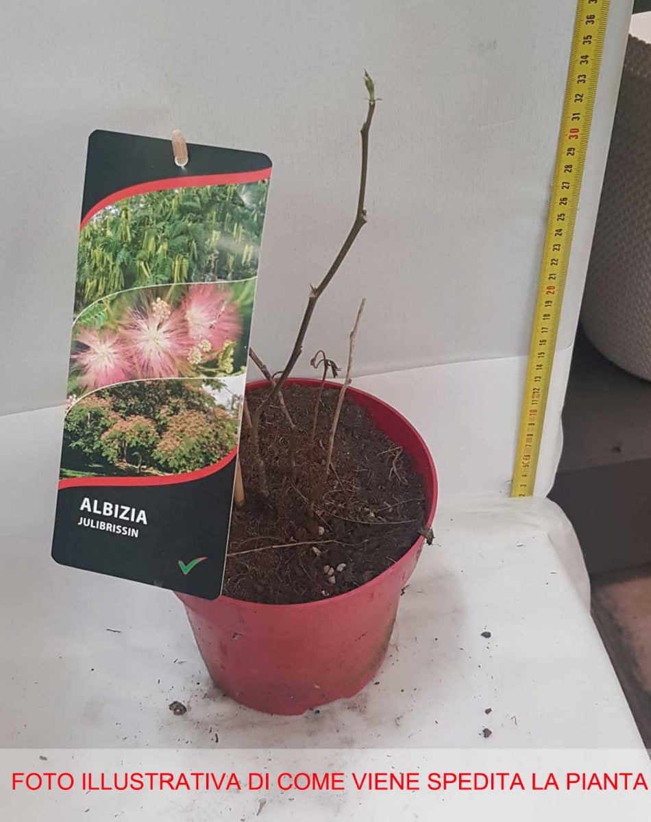 ALBIZIA JULIBRISSIN ROSEA MIMOSA DI COSTANTINOPOLI VASO DA 17CM