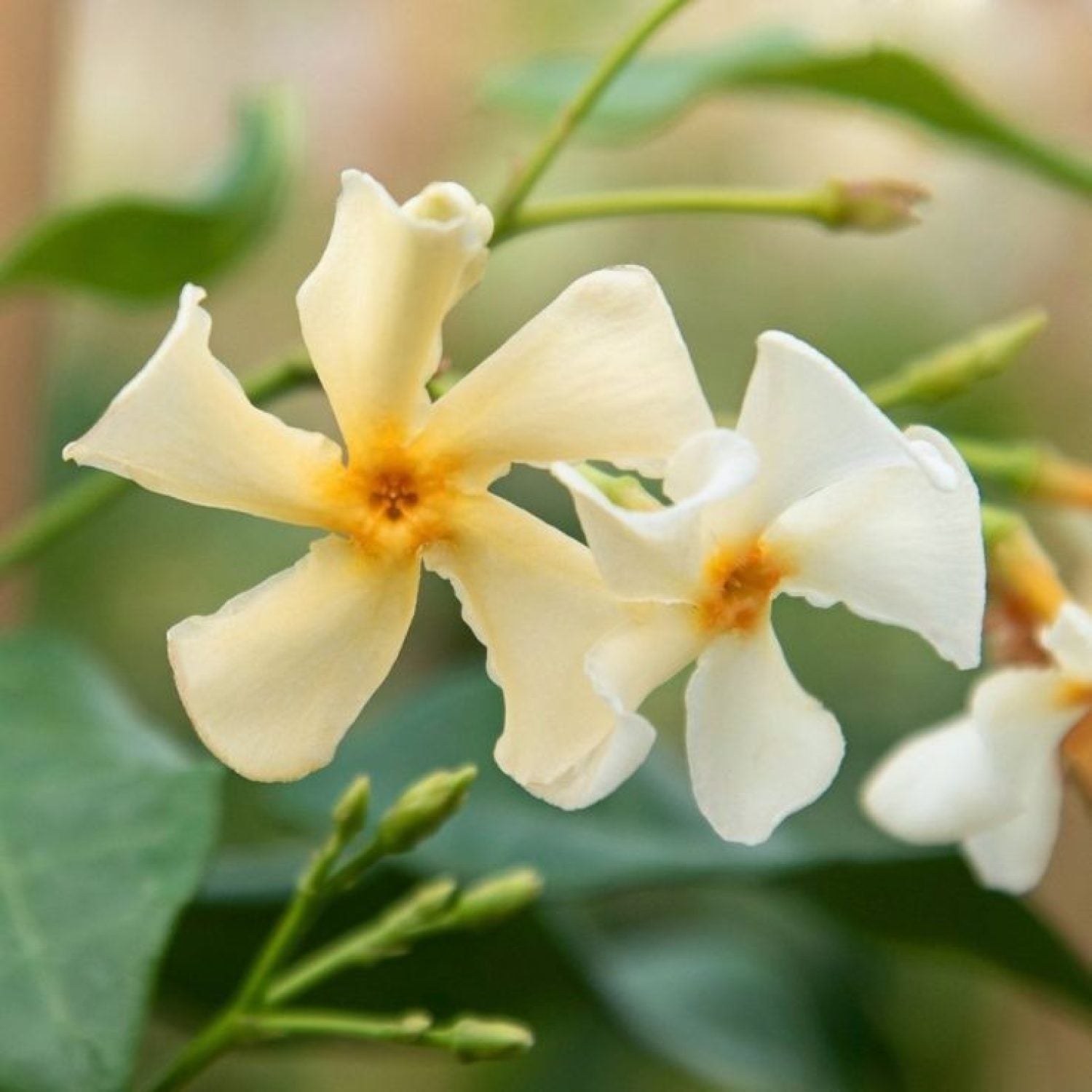 Trachelospermum Asiaticum Chili & Vanilla in vaso da 18cm
