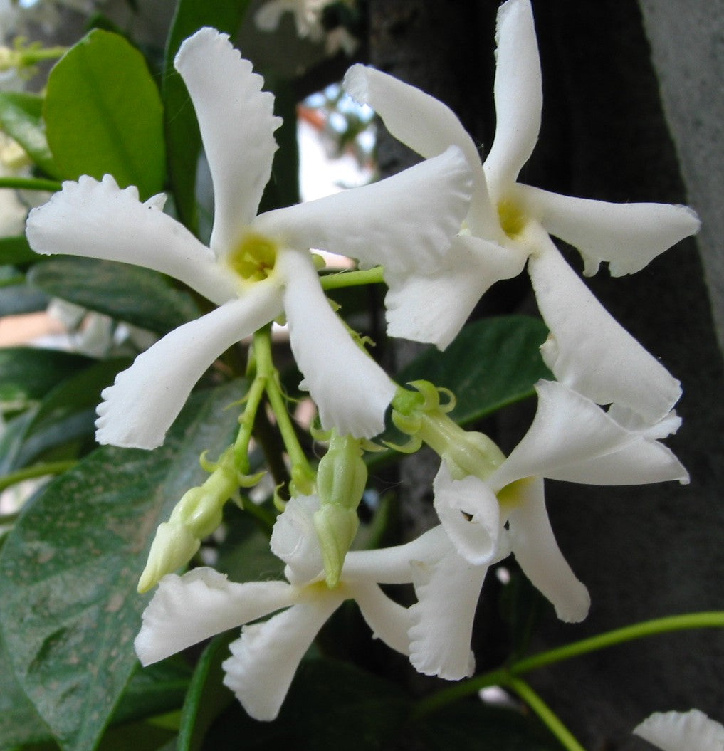 RHYNCOSPERMUM JASMINOIDES O FALSO GELSOMINO VASO 17CM