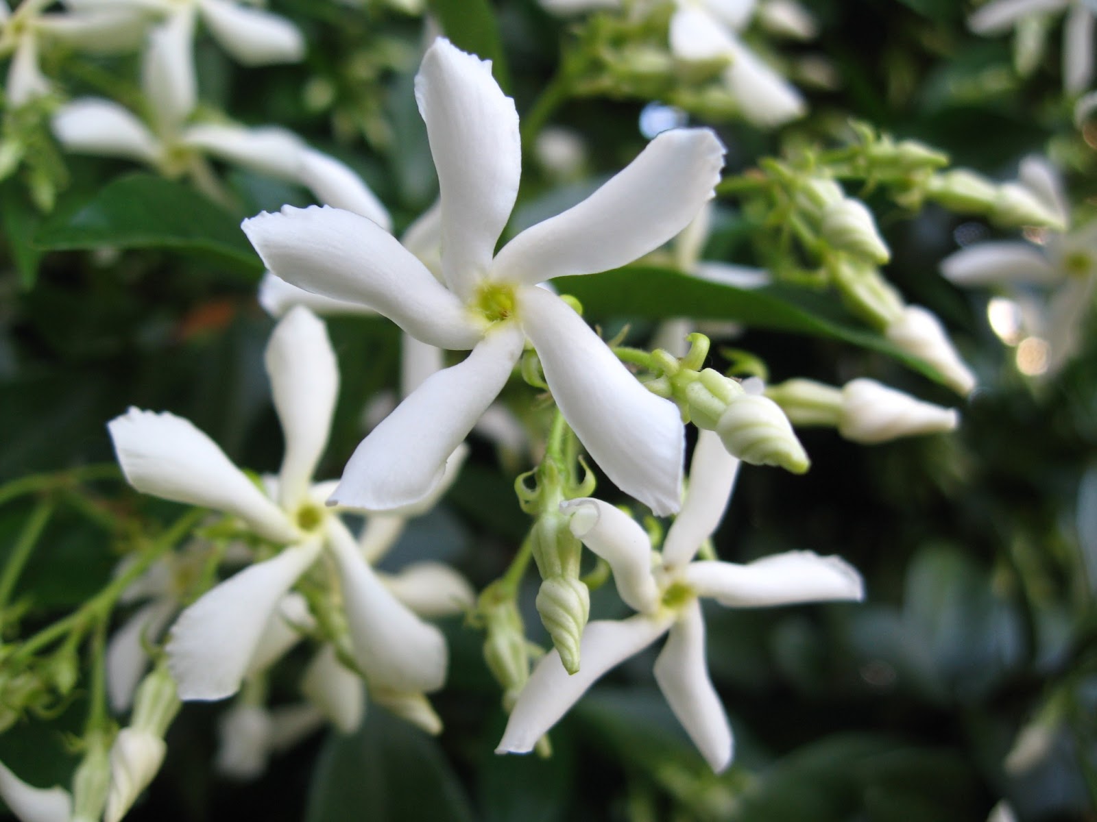 RHYNCHOSPERNUM JASMINOIDES VASO 19CM