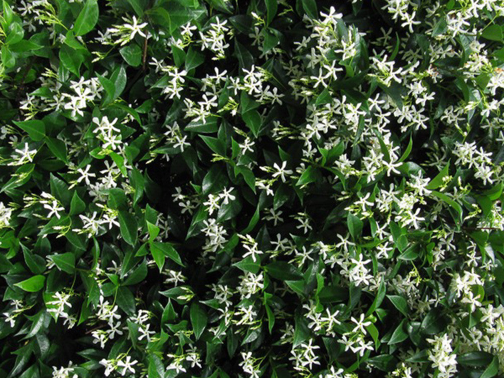 TRACHELOSPERMUM RHYNCOSPERMUM FALSO GELSOMINO IN VASO 18CM