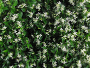 TRACHELOSPERMUM RHYNCOSPERMUM FALSO GELSOMINO IN VASO 18CM