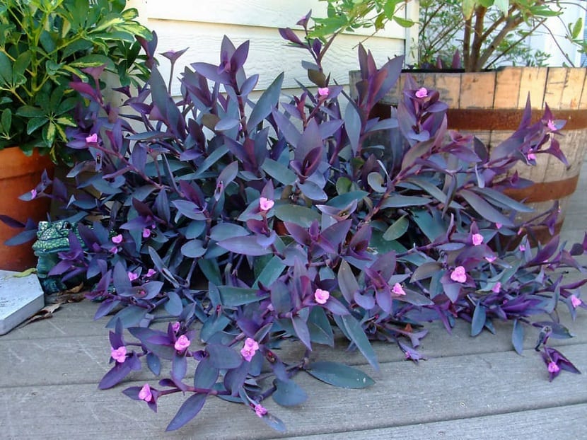 TRADESCANTIA PALLIDA VASO 12CM
