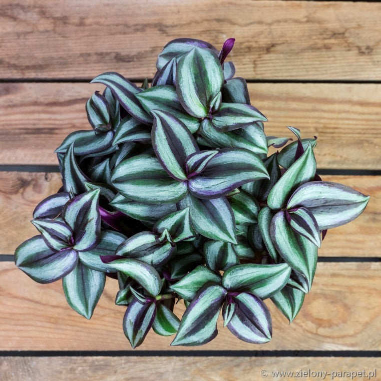 TRADESCANTIA ZEBRINA PINK JOY VASO 14CM