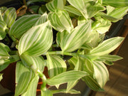 TRADESCANTIA VASO 10,5CM