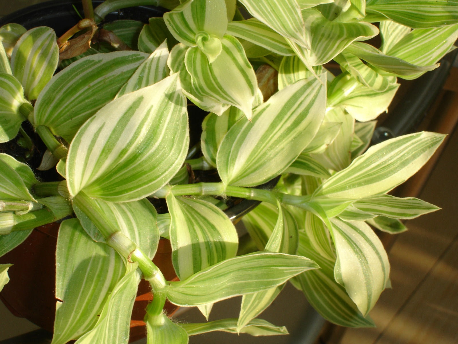 TRADESCANTIA VASO 10,5CM