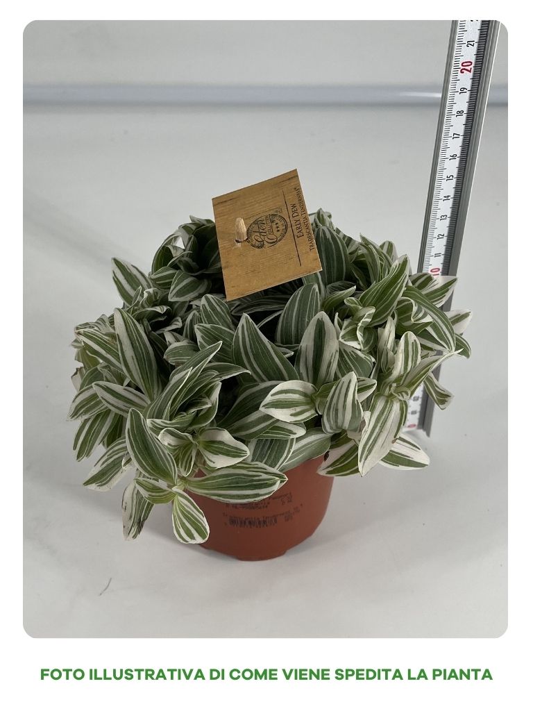 TRADESCANTIA VASO 10,5CM
