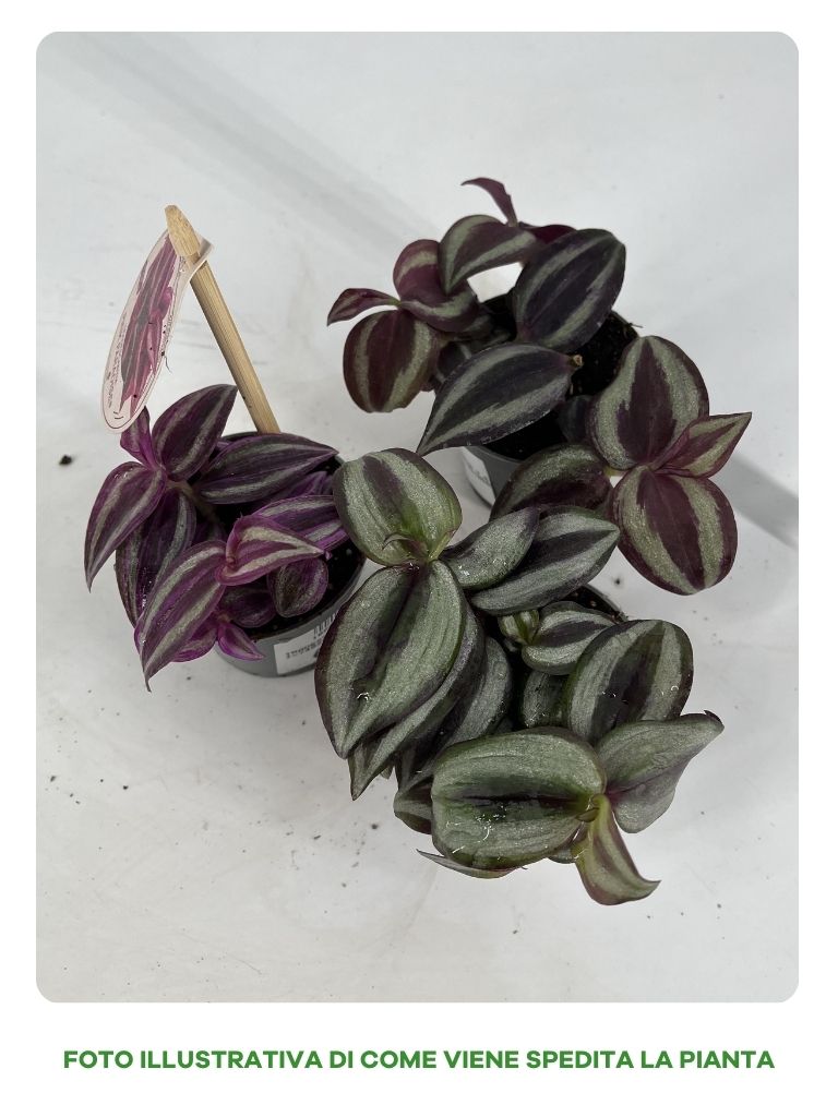 TRADESCANTIA MIGNON IN VARIETA' ASSORTITA IN VASO 6CM