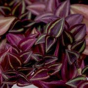 TRADESCANTIA PURPLE PASSION VASO 12CM