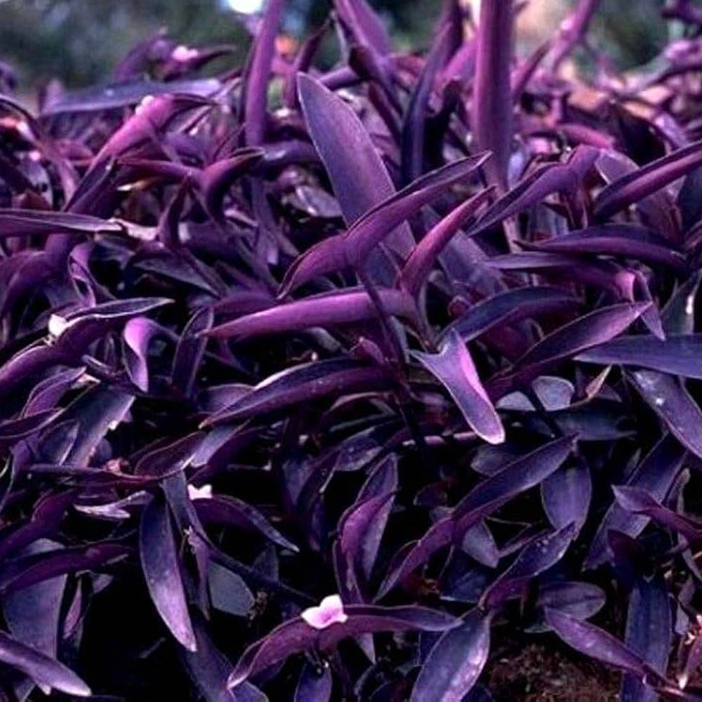TRADESCANTIA RUPPIUS IN VASO DA 18CM