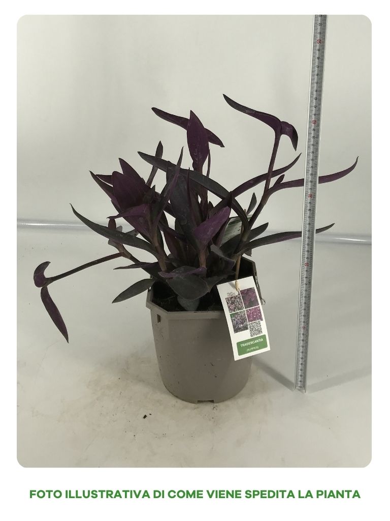 TRADESCANTIA RUPPIUS IN VASO DA 18CM