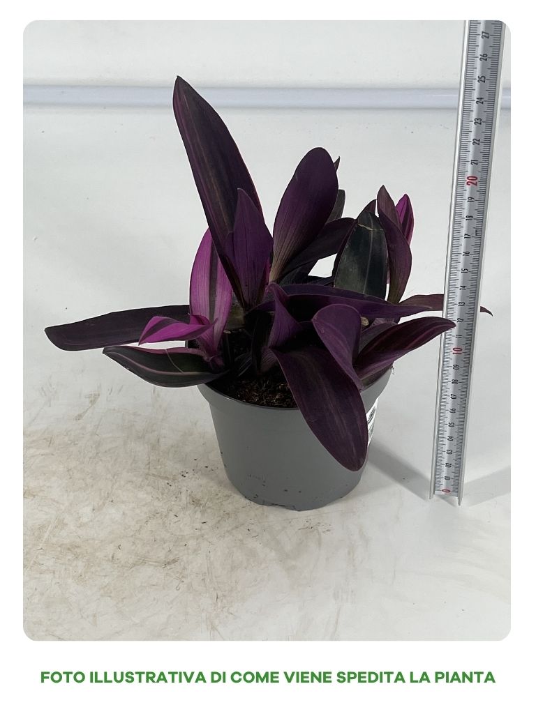 TRADESCANTIA SITARA ROSA IN VASO DA 12CM