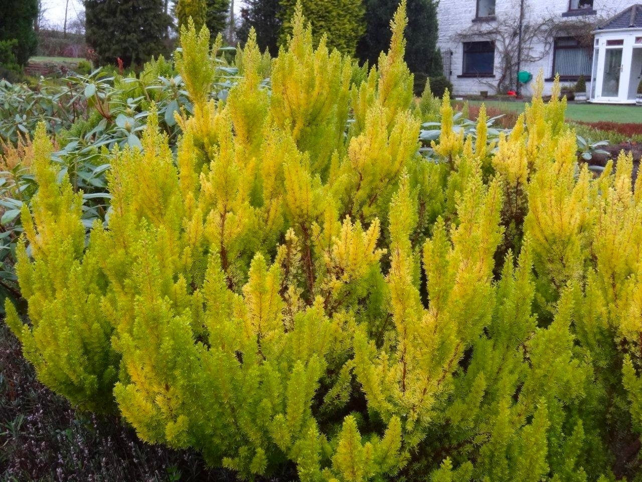 ERICA ARBOREA ALBERTS GOLD VASO 12CM
