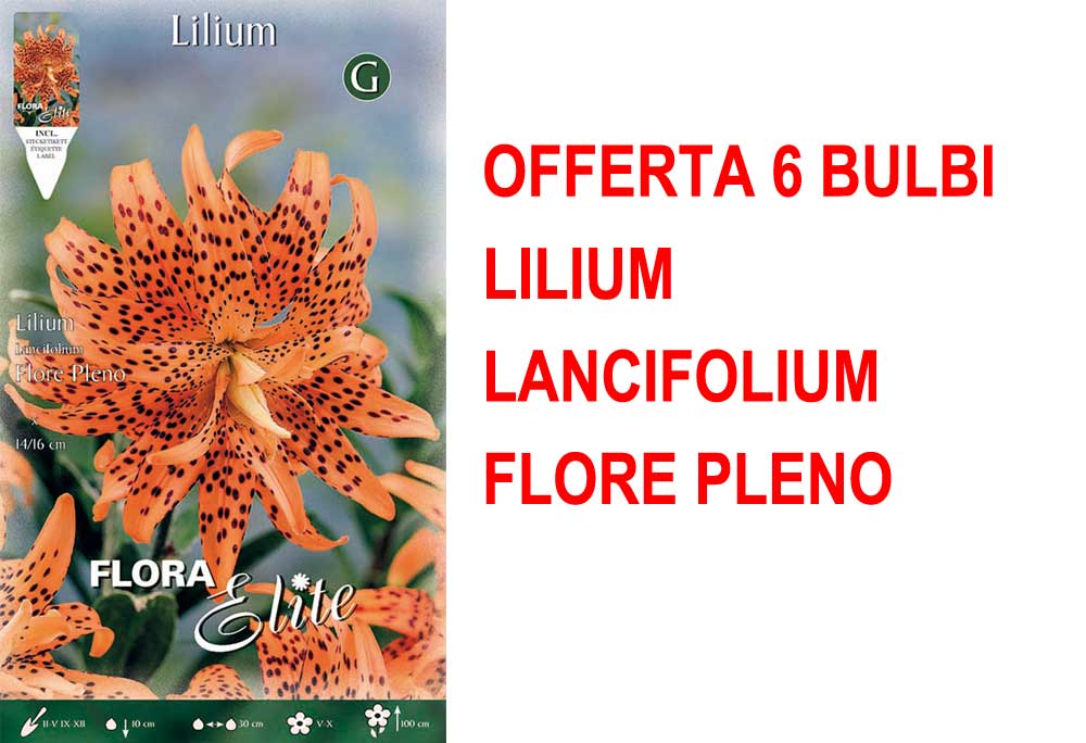 OFFERTA 6 BULBI LILIUM LANCIFOLIUM FLORE PLENO