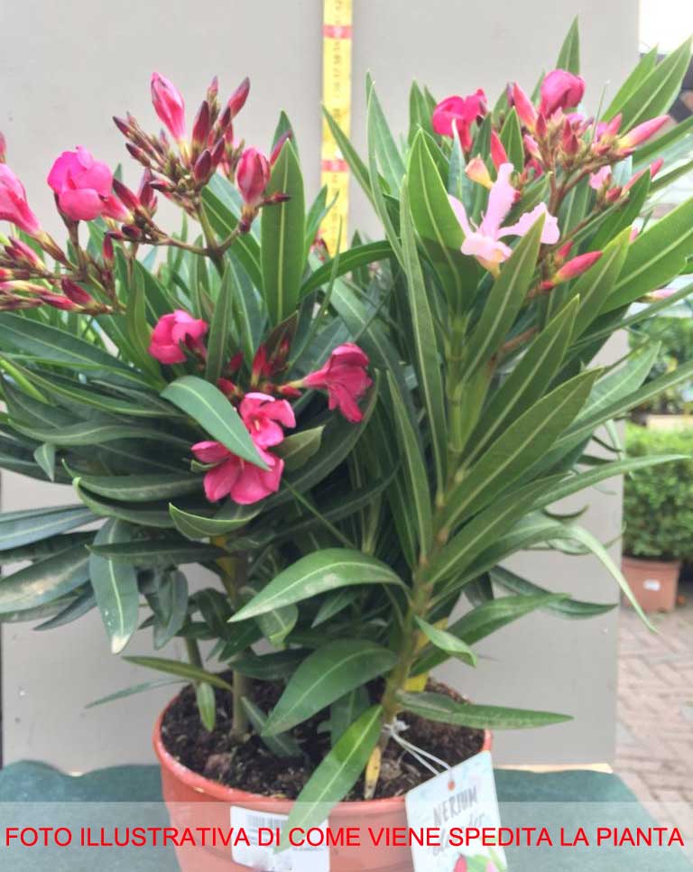 OLEANDRO TRICOLOR VASO 20CM