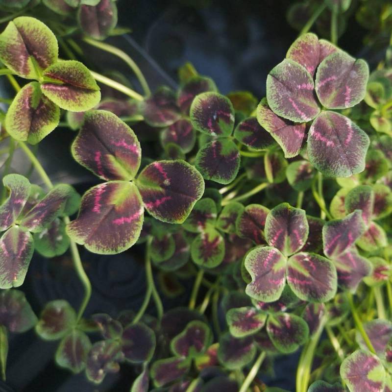 TRIFOLIUM REPENS LEONORE VASO 12CM