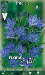 TRITELEIA KONINGIN FABIOLA (CONFEZIONE DA 25 BULBI)