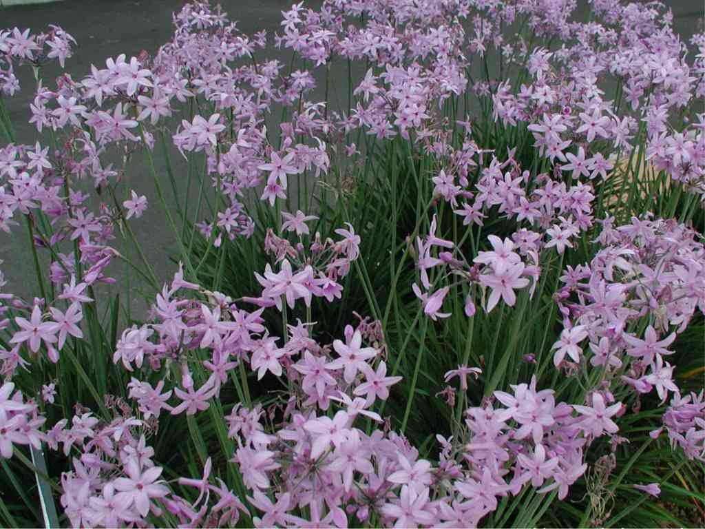 TULBAGHIA IN VASO 18CM
