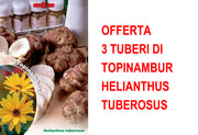 OFFERTA 3 TUBERI DI TOPINAMBUR HELIANTHUS TUBEROSUS
