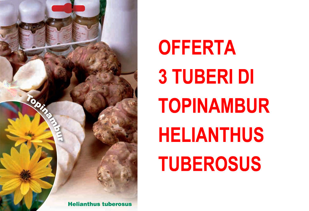 OFFERTA 3 TUBERI DI TOPINAMBUR HELIANTHUS TUBEROSUS