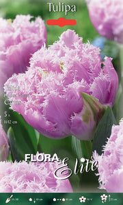 TULIPANO DOUBLE FRINGED CAIRNS (CONFEZIONE DA 5 BULBI)