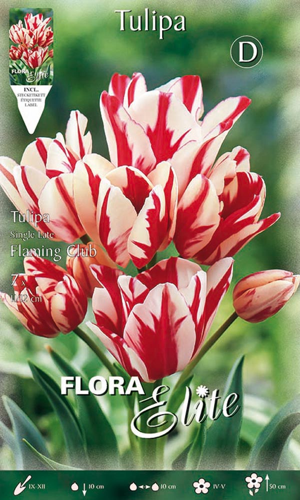 TULIPANO MULTIFIORI FLAMING CLUB (CONFEZIONE DA 7 BULBI)
