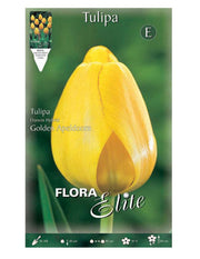 Bulbi di Tulipano Darwin Hybrid Golden Apeldoorn (CONFEZIONE DA 10 BULBI)