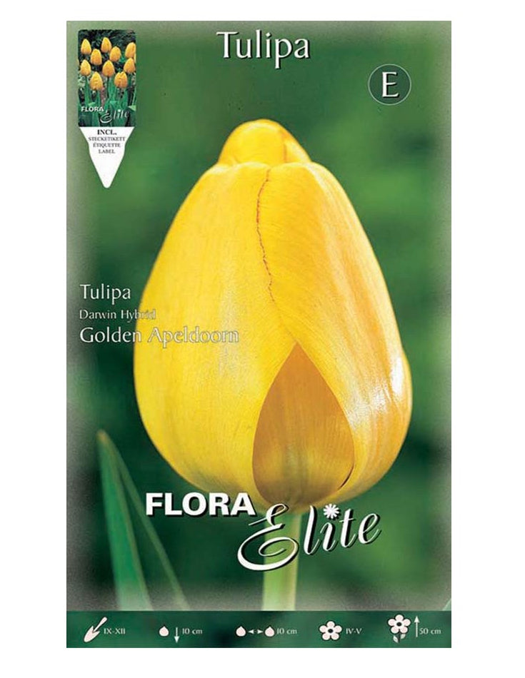 Bulbi di Tulipano Darwin Hybrid Golden Apeldoorn (CONFEZIONE DA 10 BULBI)