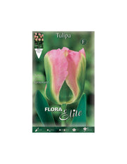 Tulipano Viridiflora Groenland (CONFEZIONE DA 7 BULBI)