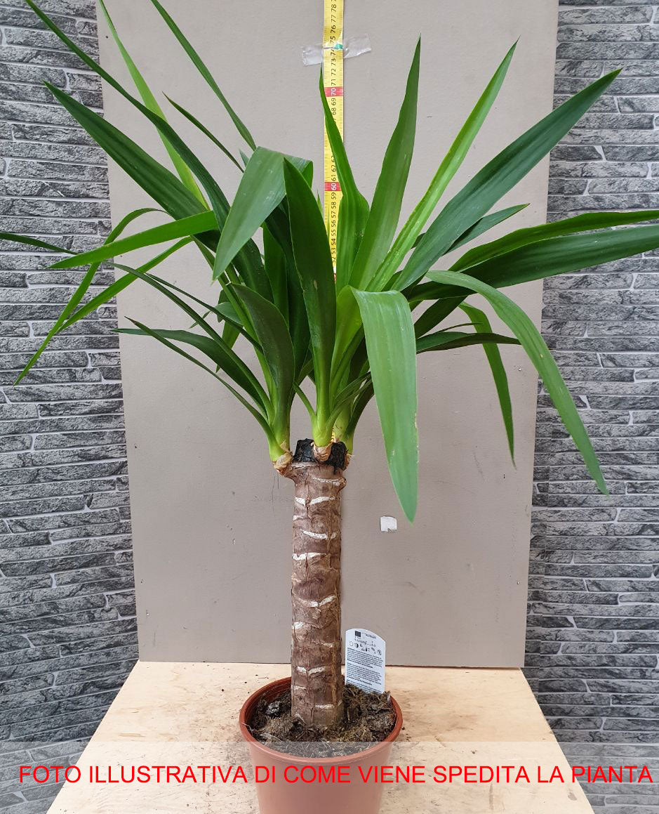 YUCCA VASO 14CM