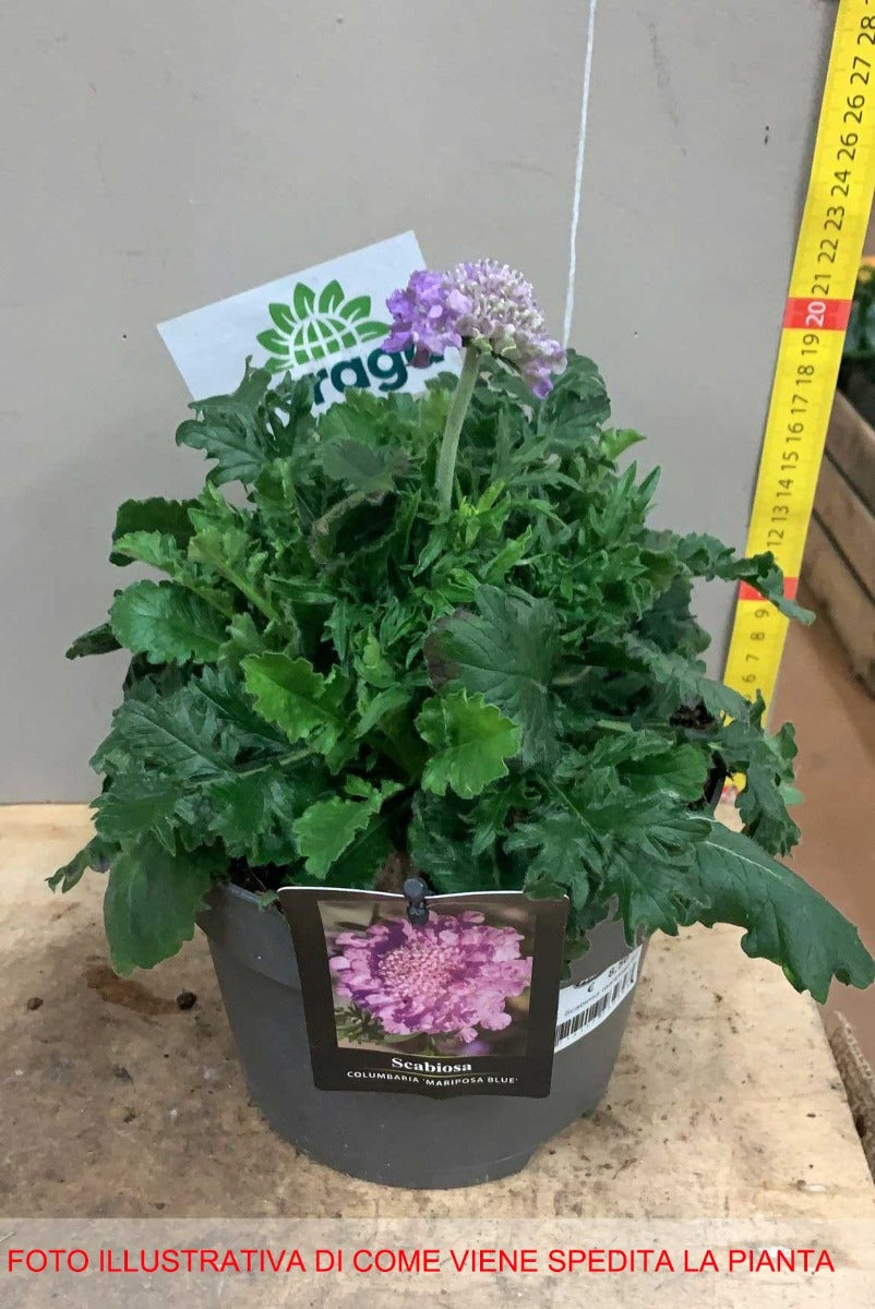SCABIOSA COLUMBARIA MARIPOSA BLUE VASO DA 17CM