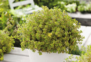THYMUS CITRIODORUS AL LIMONE IN VASO 18CM