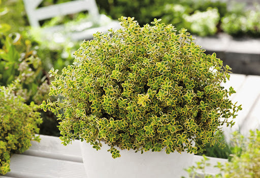 THYMUS CITRIODORUS AL LIMONE VASO 18CM