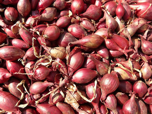 SCALOGNO ROSSO DA INTERRARE (CONFEZIONE DA 500GR)