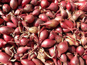SCALOGNO ROSSO DA INTERRARE CONFEZIONE DA 500GR