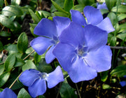 VINCA MINOR BLUE IN VASO 17CM
