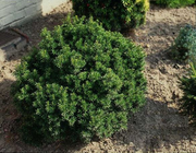TAXUS MEDIA GROENLAND VASO 19CM