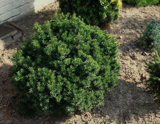 TAXUS MEDIA GROENLAND VASO 17CM