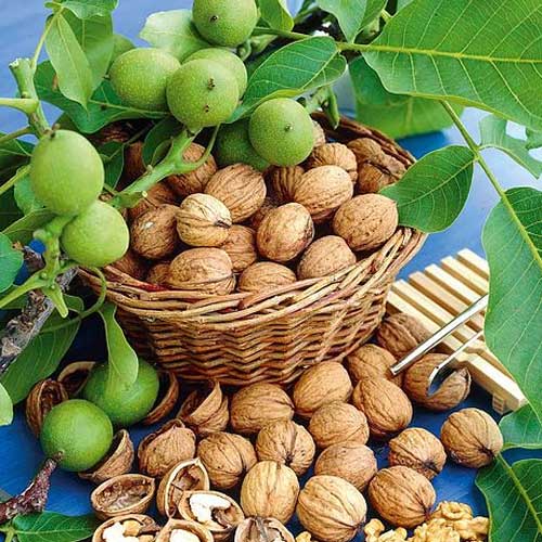 NOCE LARA JUGLANS REGIA (1 PIANTA IN VASO)