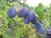 SUSINO SANTA CLARA (1 PIANTA)