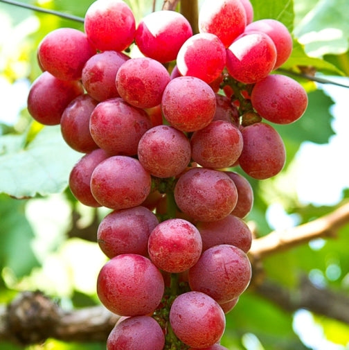 UVA SENZA SEMI APIRENA ROSSA IN VASO 14CM