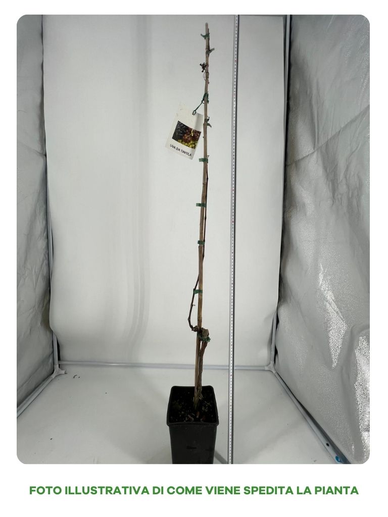UVA APIRENA BIANCA IN VASO 15CM