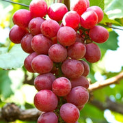UVA APIRENA ROSSA IN VASO 15CM
