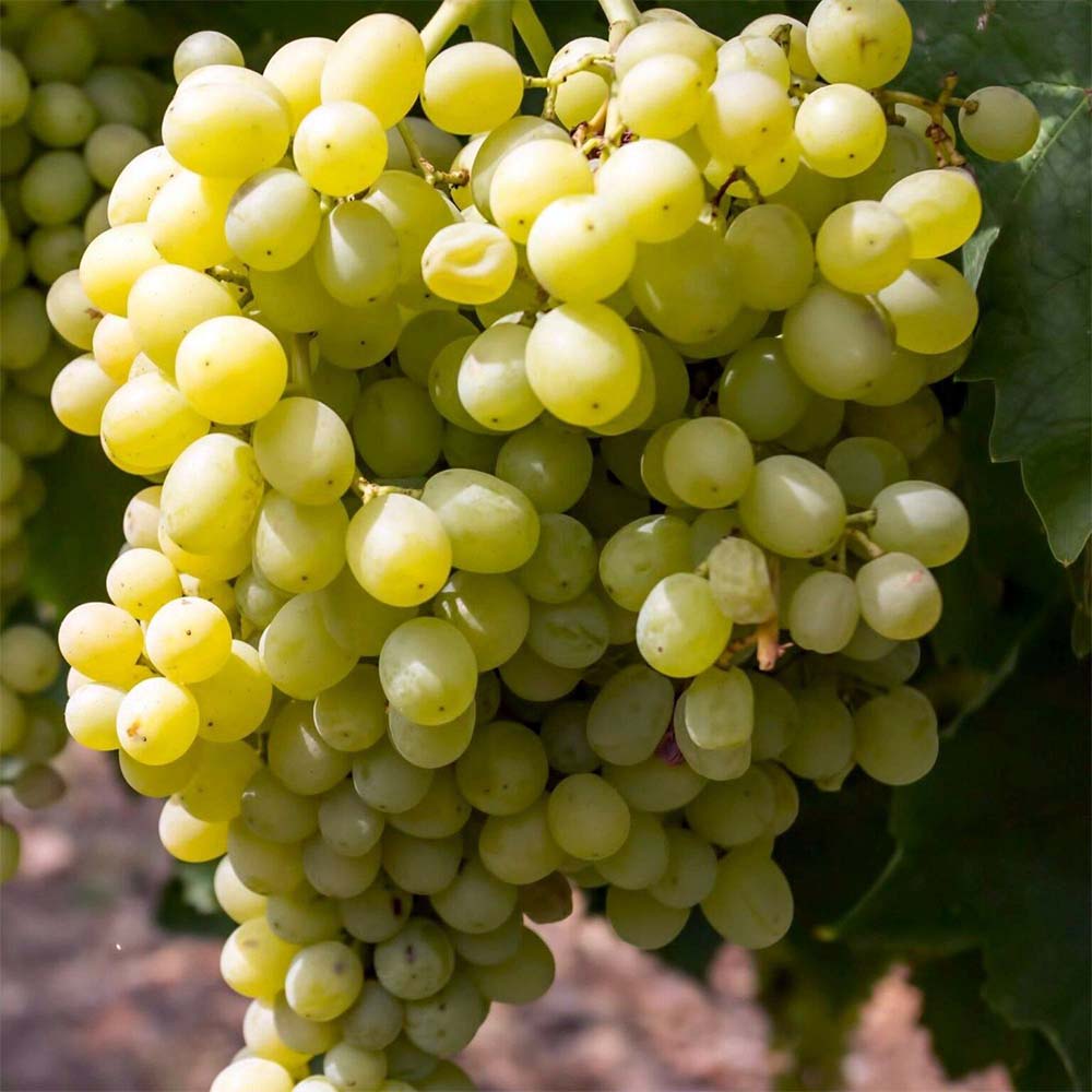UVA REGINA DEI VIGNETI IN VASO 15CM
