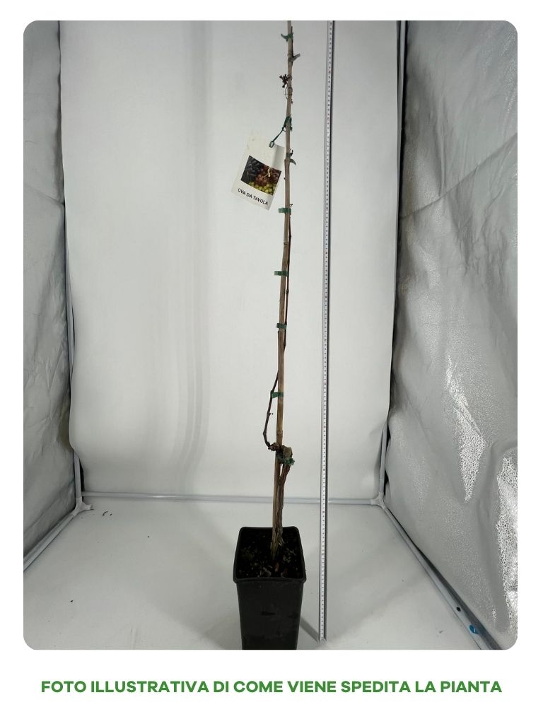 UVA REGINA DEI VIGNETI IN VASO 15CM