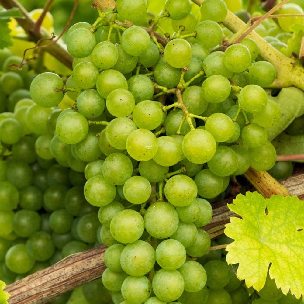 UVA FRAGOLA BIANCA IN VASO 15CM