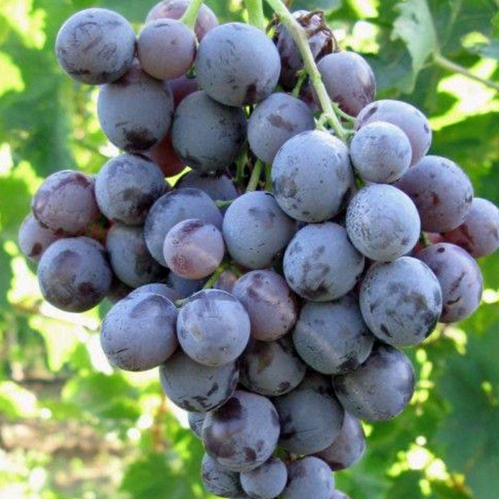 UVA MOSCATO D'AMBURGO IN VASO 15CM