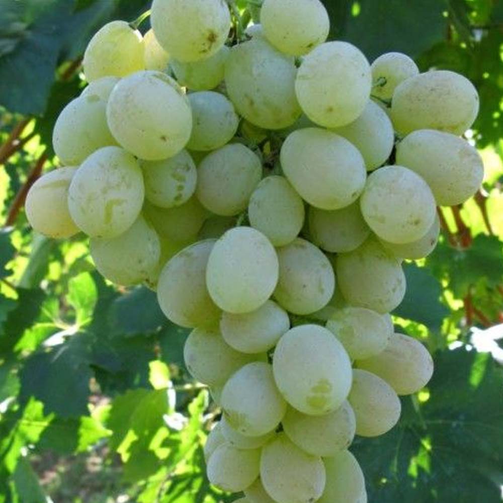 UVA REGINA BIANCA IN VASO 15CM