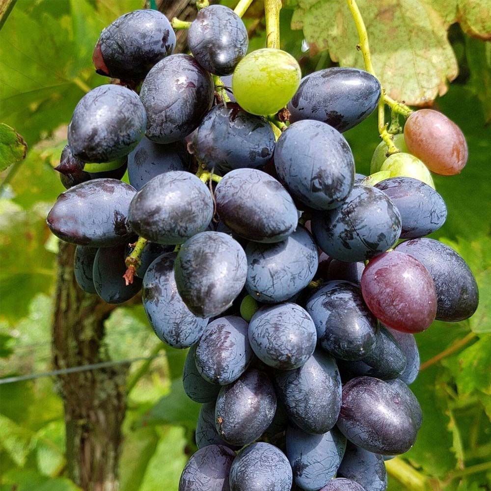 UVA REGINA NERA IN VASO 15CM